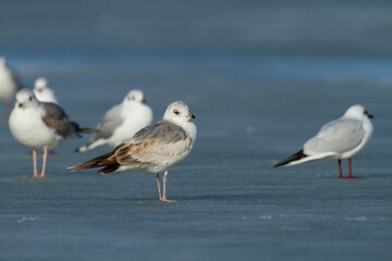 Stormmeeuw, Common Gull, Larus canus