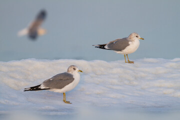 Stormmeeuw, Common Gull, Larus canus