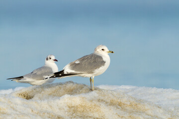 Stormmeeuw, Common Gull, Larus canus