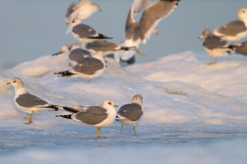 Stormmeeuw, Common Gull, Larus canus