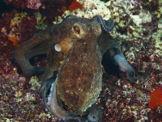 octopus  fish underwater  close up scenery detail ocean scenery of animal
