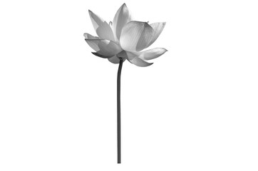 Lotus flower black and white isolated on white background