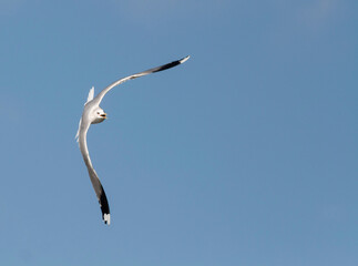 Stormmeeuw, Common Gull, Larus canus canus