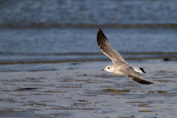 Stormmeeuw, Common Gull, Larus canus canus