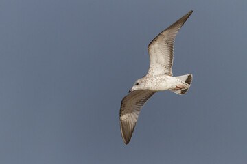 Stormmeeuw, Common Gull, Larus canus canus