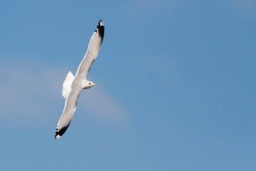 Stormmeeuw, Common Gull, Larus canus canus