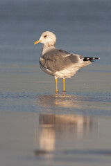 Stormmeeuw, Common Gull, Larus canus canus