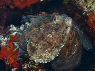 octopus  fish underwater  close up scenery detail ocean scenery of animal