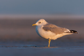 Stormmeeuw, Common Gull, Larus canus canus
