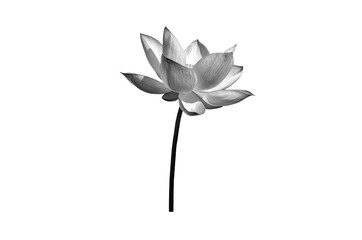 Lotus flower black and white isolated on white background with Clipping Paths.