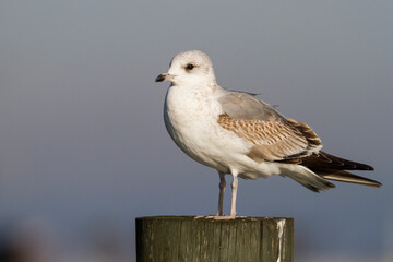 Stormmeeuw, Mew Gull, Larus Canus