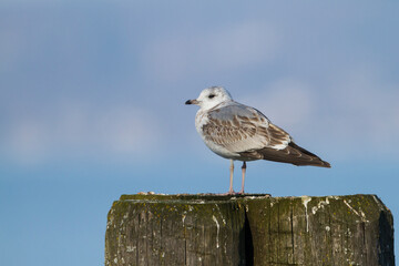 Stormmeeuw, Mew Gull, Larus Canus
