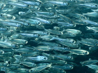 fish school silverside underwater atherina close up behaviour scenery
