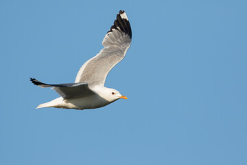 Stormmeeuw, Mew Gull, Larus canus ssp. heinei, Russia (Tscheljabinsk), adult