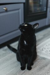 Cat in the house - a black cat on the floor with kitchen in the background. Cozy home and hygge trendy concept. Scandinavian style, hygge, autumn or winter weekend cozy concept.