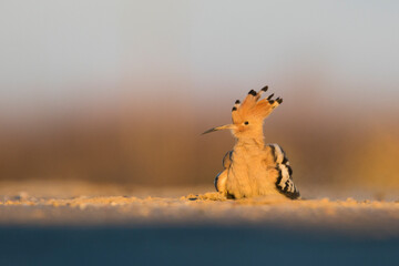 Common Hoopoe, hop, Upupa epops ssp. epops © AGAMI