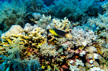 bright beautiful fish of the Red Sea in a natural environment on a coral reef