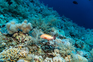 bright beautiful fish of the Red Sea in a natural environment on a coral reef