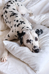 Dalmatian dog lying down in white bed and looking curiously at the camera. White and black spotted dalmatian dog peeing indoors lying on a white couch. Close-up.