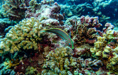 bright beautiful fish of the Red Sea in a natural environment on a coral reef