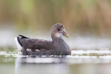 Waterhoen, Common Moorhen, Gallinula chloropus