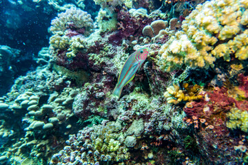 bright beautiful fish of the Red Sea in a natural environment on a coral reef
