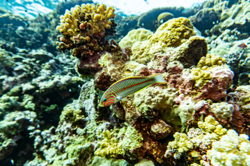 bright beautiful fish of the Red Sea in a natural environment on a coral reef