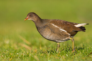 Waterhoen, Common Moorhen, Gallinula chloropus