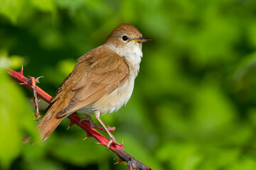 Nachtegaal, Common Nightingale, Luscinia megarhynchos
