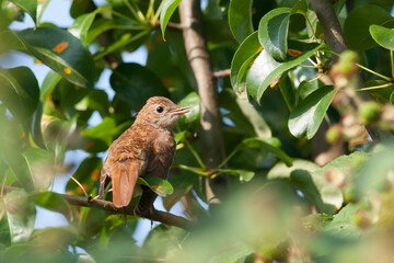 Nachtegaal, Common Nightingale, Luscinia megarhynchos