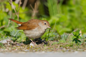 Nachtegaal, Common Nightingale, Luscinia megarhynchos