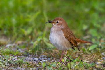 Nachtegaal, Common Nightingale, Luscinia megarhynchos