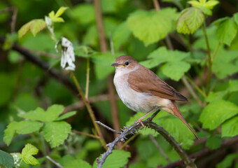 Nachtegaal, Common Nightingale, Luscinia megarhynchos