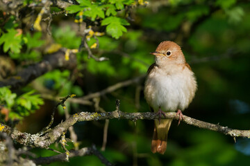Nachtegaal, Common Nightingale, Luscinia megarhynchos