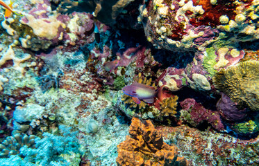 bright beautiful fish of the Red Sea in a natural environment on a coral reef