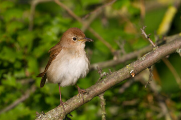 Nachtegaal, Common Nightingale, Luscinia megarhynchos