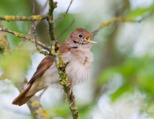 Nachtegaal, Common Nightingale, Luscinia megarhynchos