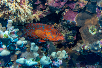 Naklejka premium bright beautiful fish of the Red Sea in a natural environment on a coral reef
