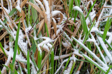 
White snow on the river grass in winter.