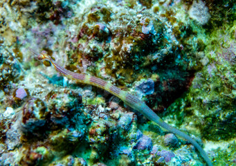 bright beautiful fish of the Red Sea in a natural environment on a coral reef