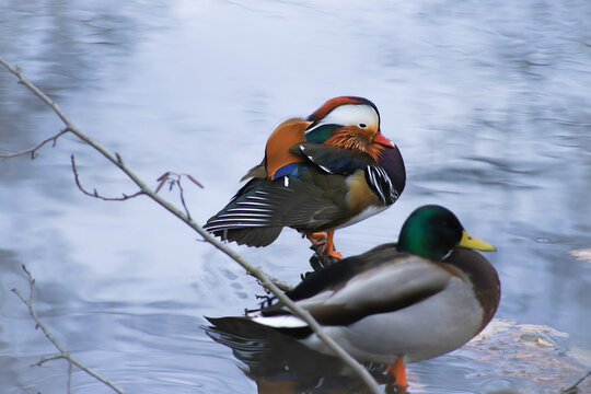 A Mandarin duckand a  Mallard duck in a lake in Berlin, Winter in Berlin, Germany