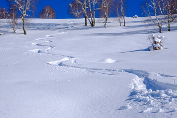 Traccia di discesa di scialpinista nella neve fresca