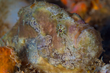 Freckled frogfish camouflaging in with its surroundings (Antennatus coccineus)