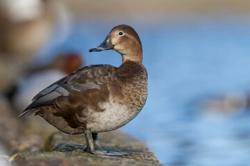 Tafeleend, Common Pochard, Aythya ferina
