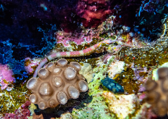 bright beautiful fish of the Red Sea in a natural environment on a coral reef