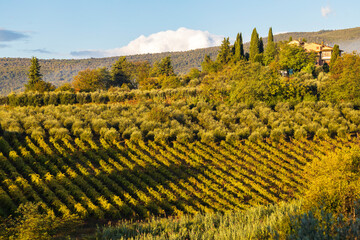 Vineyard near San Gimignano, Tuscany, Italy