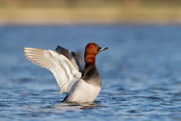 Tafeleend, Common Pochard, Aythya ferina