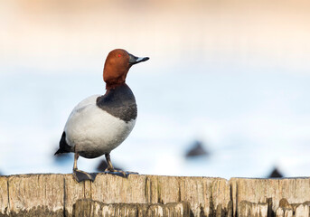 Tafeleend, Common Pochard, Aythya ferina © AGAMI