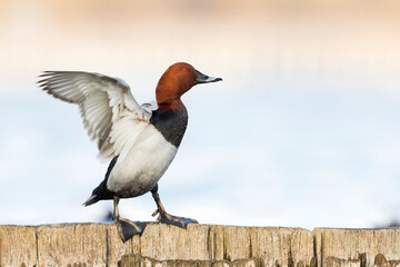 Tafeleend, Common Pochard, Aythya ferina