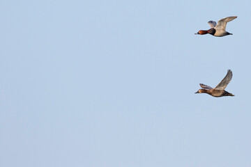 Tafeleend, Common Pochard, Aythya ferina